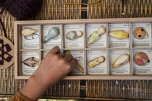 Load image into Gallery viewer, Wild