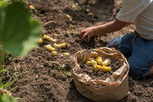 Load image into Gallery viewer, Mandala Tulip