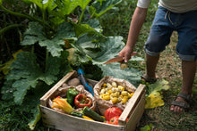 Load image into Gallery viewer, Mandala Tulip