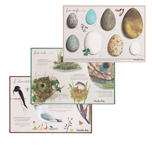 Bird discovery box