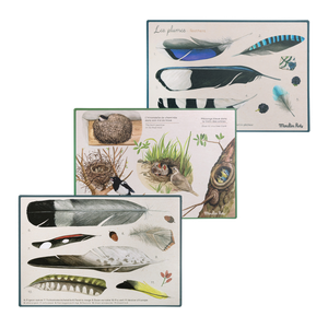 Bird discovery box